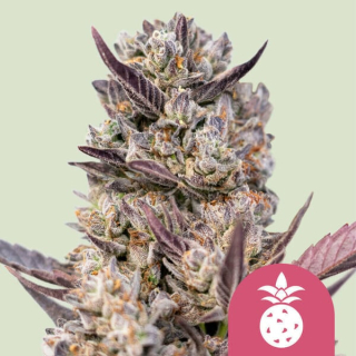 RQS Tropicana Cookies Purple 5ks