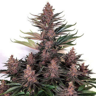 Buddha Purple Kush FEM 1ks